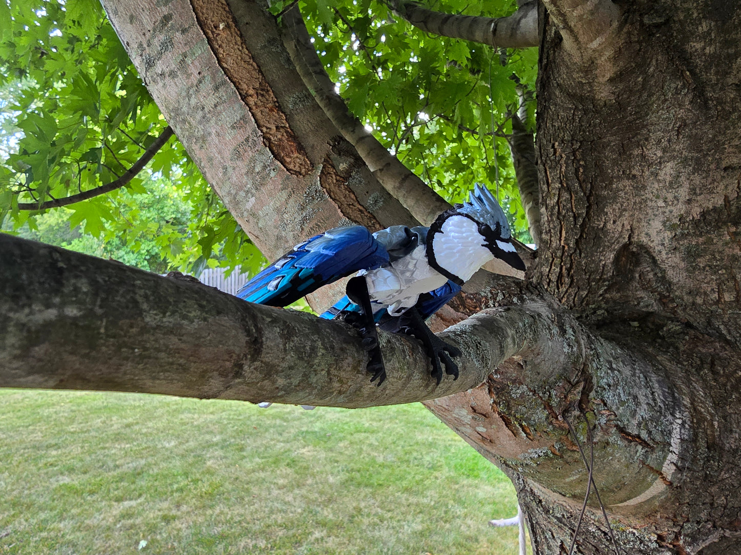 3D Printed BlueJay
